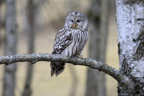 Hawk owl (Strix uralensis), adult, in winter, on branch, alert, Bohemian Forest, Czech Republic, Europe, Germany