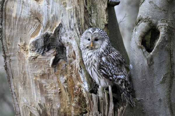 Hawk owl (Strix uralensis), adult, in winter, on tree trunk, Bohemian Forest, Czech Republic, Europe, Germany