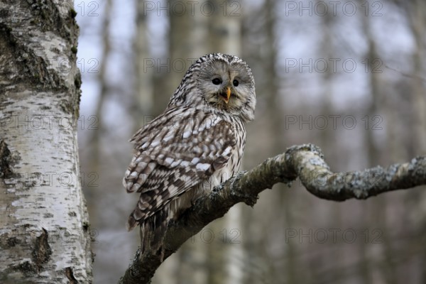 Hawk owl (Strix uralensis), adult, in winter, on tree, calling, Bohemian Forest, Czech Republic, Europe, Germany