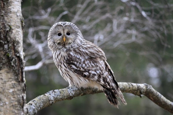 Hawk owl (Strix uralensis), adult, in winter, on tree, Bohemian Forest, Czech Republic, Europe, Germany