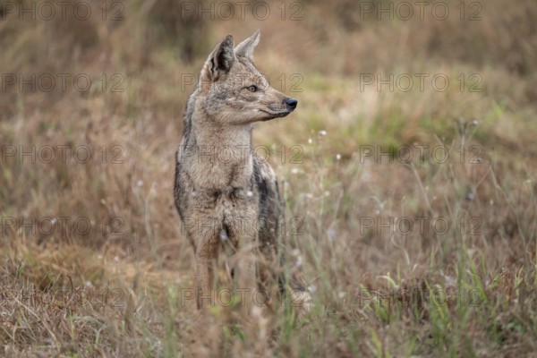 Side-striped jackal (Canis adustus), Kruger Nationalpark, South Africa