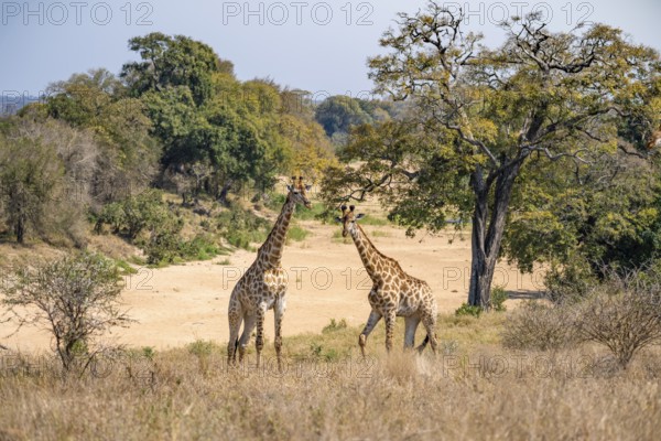 Two cape giraffes (Giraffa giraffa giraffa), African savanna, Kruger National Park, South Africa