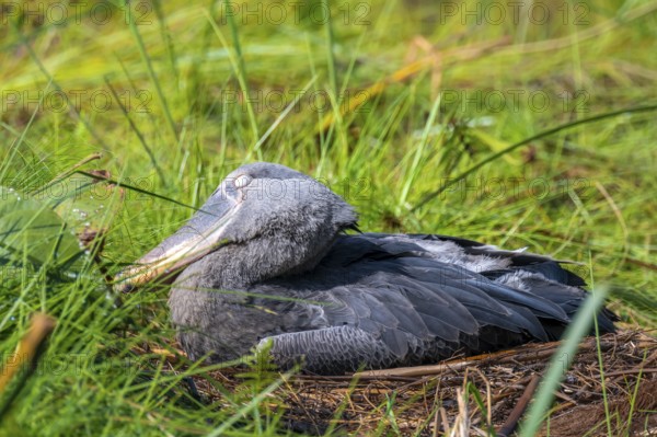 Young animal in nest, shoebeak (Balaeniceps rex) in the swamps of Mabamba, Lake Victoria, Uganda