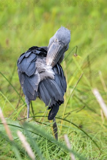 Shoebill (Balaeniceps rex) in the swamps of Mabamba, Lake Victoria, Uganda
