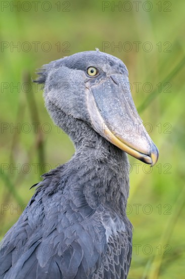 Animal portrait, shoebeak (Balaeniceps rex) in the swamps of Mabamba, Lake Victoria, Uganda