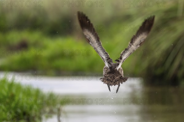 Yellow-billed duck (Anas undulata) taking off from water, Mabamba swamp, Lake Victoria, Uganda