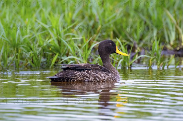 Yellow-billed duck (Anas undulata) swims in water, Mabamba swamp, Lake Victoria, Uganda