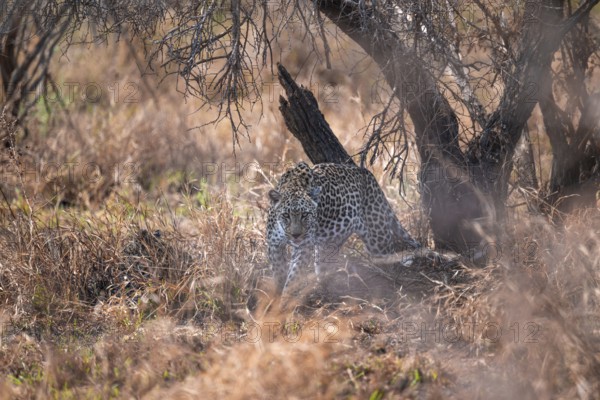 Leopard (Panthera pardus), female in dry grass, adult, Kruger National Park, South Africa