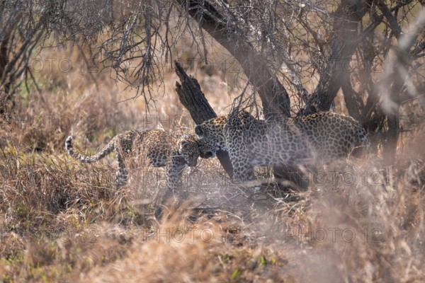 Leopard (Panthera pardus), mother cuddles with young, in dry grass, adult, Kruger National Park, South Africa