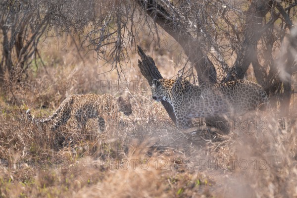 Leopard (Panthera pardus), mother and young, in dry grass, adult, Kruger National Park, South Africa
