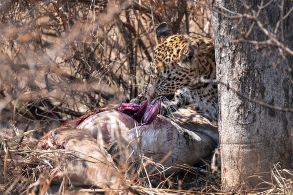 Leopard (Panthera pardus) feeding on a kill, adult, Kruger National Park, South Africa