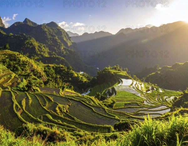 Early morning light bathes Philippines rice terraces cascading down mountain slopes, beautiful golden light, AI generated