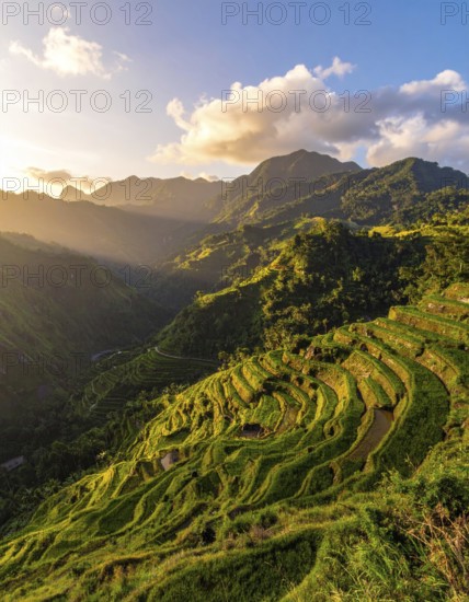 Early morning light bathes Philippines rice terraces cascading down mountain slopes, beautiful golden light, AI generated