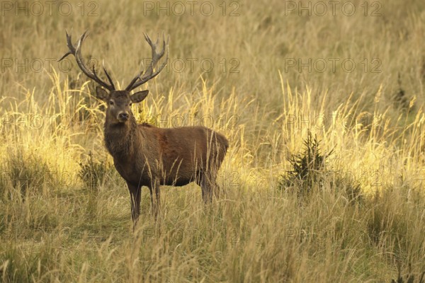 Red deer (Cervus elaphus) strong deer in the evening light, secures old grass in tall, dry old grass, Allgäu, Bavaria, Germany