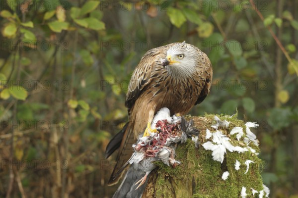 Red kite (Milvus milvus) secures a captured domestic pigeon (Columba livia domestica) Allgäu, Bavaria, Germany, Allgäu, Bavaria, Germany