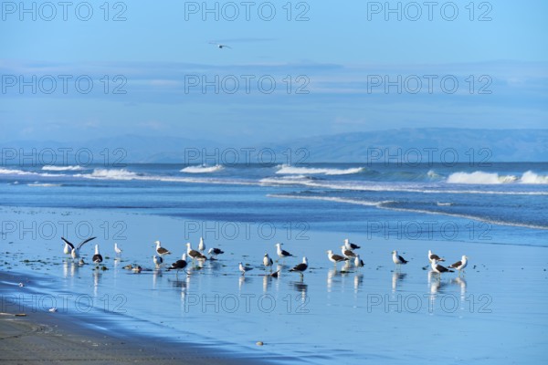 Seagulls frolic on the shore in front of a serene coastal panorama, Spencer Park Beach, Spencerville, Christchurch, New Zealand South Island, New Zealand