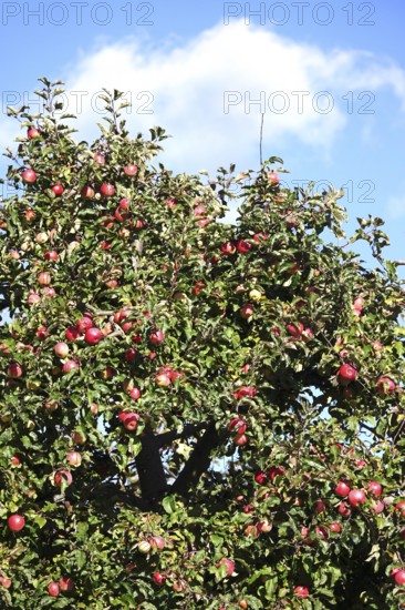 Tree with ripe apples, autumn, Germany