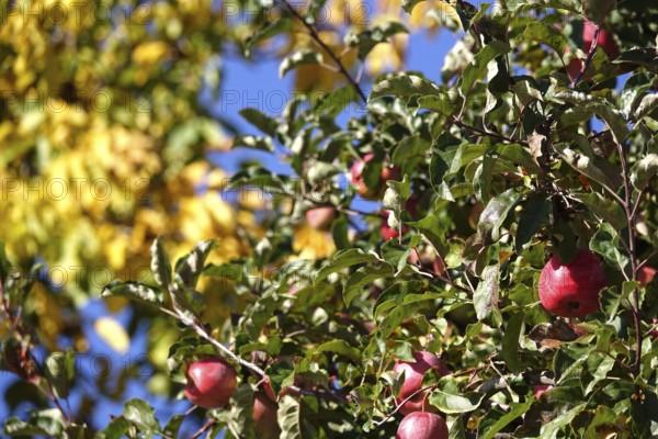 Tree with ripe apples, autumn, Germany