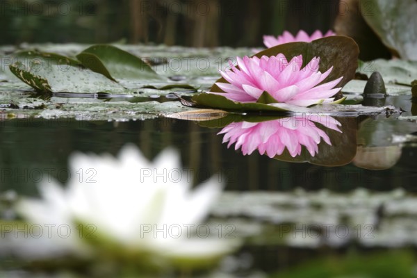 Picturesque water lily, summer, Germany
