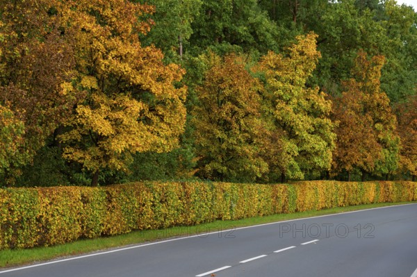 Hedge and trees in autumn colors on a state road 2240, Lauf an der Pegnitz, Middle Franconia, Bavaria, Germany