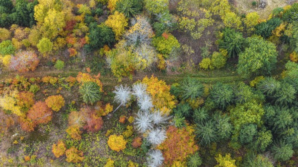 Autumn forest in the Black Forest. Drone photo of trees in colorful autumn leaves and conifers, some have dry branches. Titisee-Neustadt, Baden-Württemberg, Germany