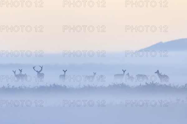 Red deer stag herding herd of hinds in morning mist along the Baltic Sea, Western Pomerania Lagoon Area NP, Mecklenburg-Western Pomerania, Germany
