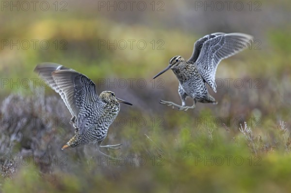 Two great snipes (Gallinago media) males fighting at lek on tundra breeding ground in spring (June), Sweden, Scandinavia