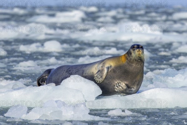 Bearded seal (Erignathus barbatus) resting on ice floe along the coast of Svalbard, Spitsbergen
