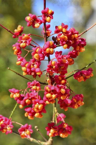 Common spindle bush (Euonymus europaeus), also European or common Pfaffenhütchen, Bavaria, Germany