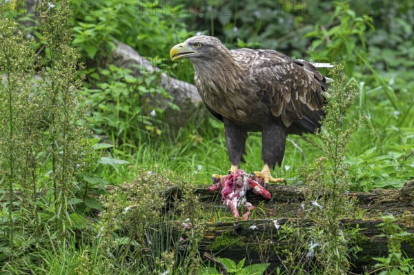 White-tailed eagle, Eurasian sea eagle, erne (Haliaeetus albicilla) adult feeding on killed rabbit prey