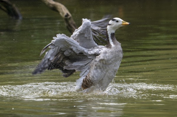 Bar-headed goose (Anser indicus) swimming in pond and flapping wings, exotic species native to Central Asia