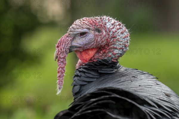 Close-up of head of black domestic turkey showing snood, caruncles and wattle, dewlap