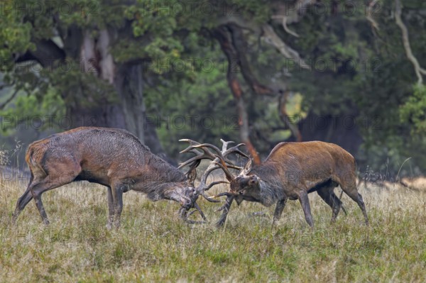 Two rutting red deer (Cervus elaphus) stags fighting by locking antlers during fierce mating battle in grassland at forest edge during rut in autumn