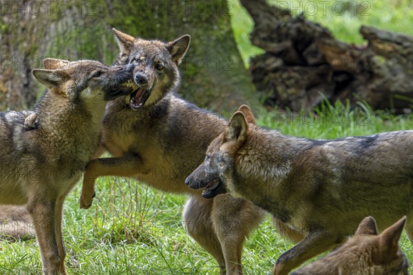 Wolf pack of Eurasian wolves, European grey wolves (Canis lupus lupus) with 5 months old pups play fighting in forest, woodland in autumn