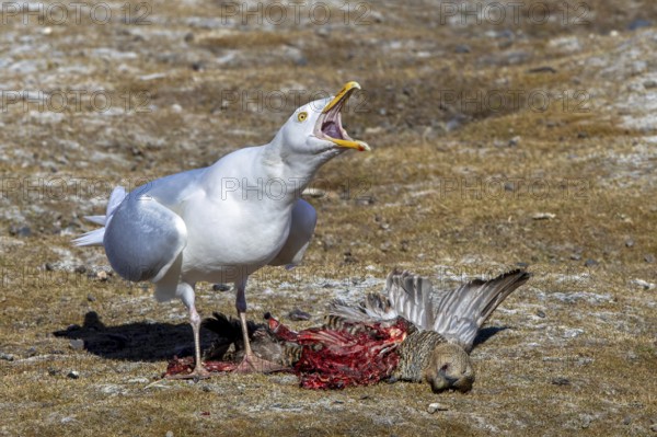 Glaucous gull (Larus hyperboreus hyperboreus) adult in summer plumage scavenging on dead common eider duck in spring, Svalbard, Spitsbergen