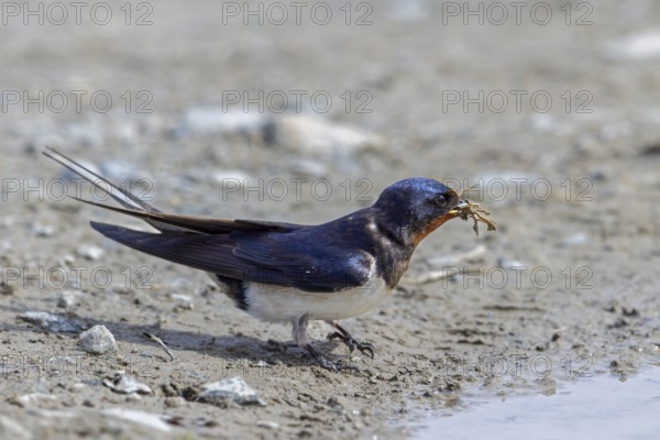 Barn swallow (Hirundo rustica, Hirundo erythrogaster) collecting mud in beak from puddle for building nest in spring