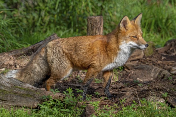Red fox (Vulpes vulpes) hunting in grassland, meadow at edge of forest