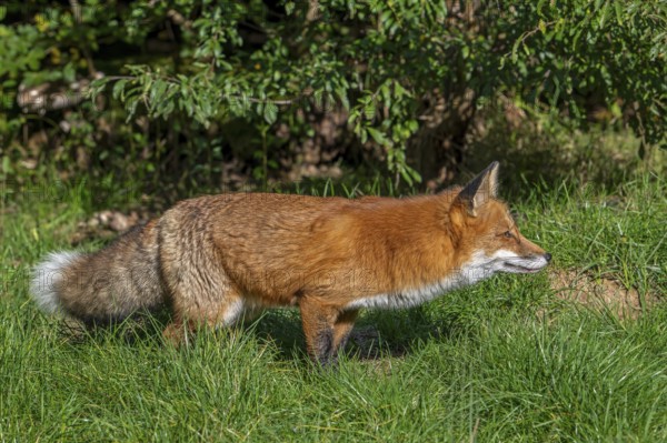 Hunting red fox (Vulpes vulpes) stalking prey in meadow, grassland along hedge