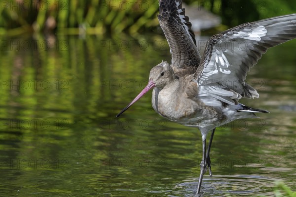 Black-tailed godwit (Limosa limosa) in non-breeding plumage taking off from pond, lake in autumn, fall