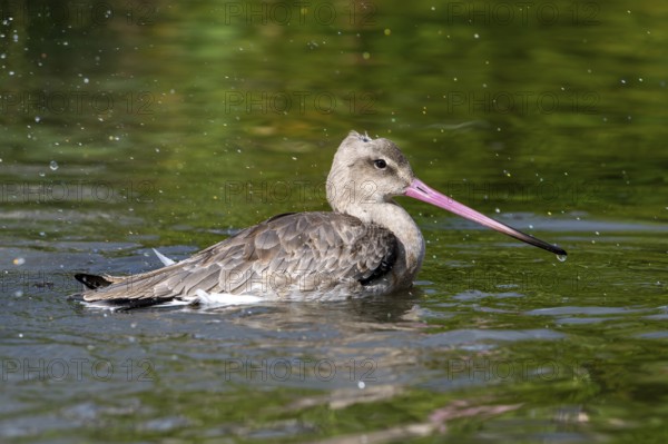 Black-tailed godwit (Limosa limosa) in non-breeding plumage bathing in water of pond, lake in autumn, fall