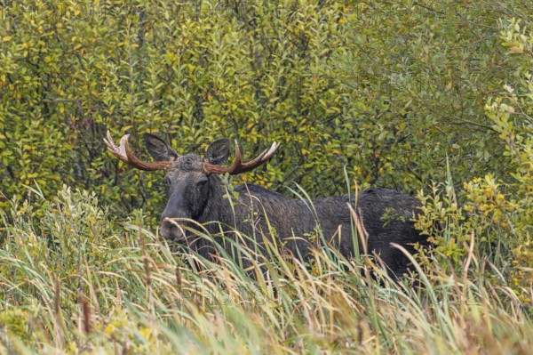 Moose, elk (Alces alces) bull, male feeding on willow leaves in marshland in autumn, fall, Sweden, Scandinavia