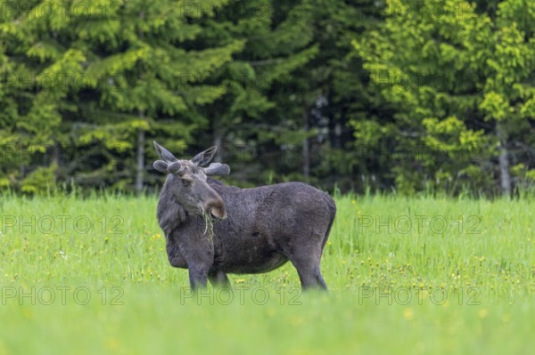 Moose, elk (Alces alces) adult bull, male with antlers covered in velvet grazing grass in meadow at edge of forest in spring, Sweden, Scandinavia