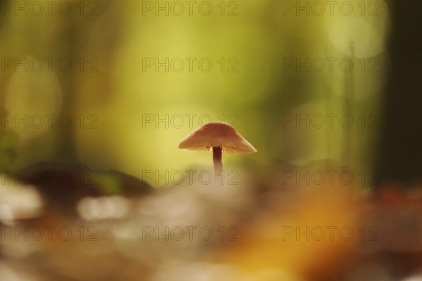 Autumn time in the forest, October, Pilz, Germany