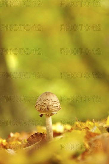 Autumn time in the forest, October, Pilz, Germany