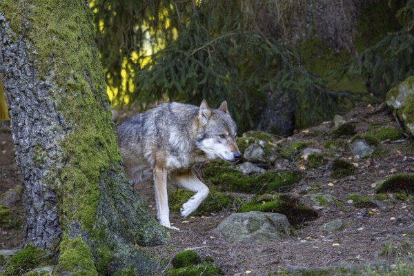 Wolf (Canis lupus) captive Germany
