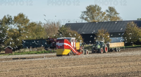 Potato harvesting with tractor-drawn machine in Kabusa, Ystad Municipality, Skåne County, Sweden, Scandinavia