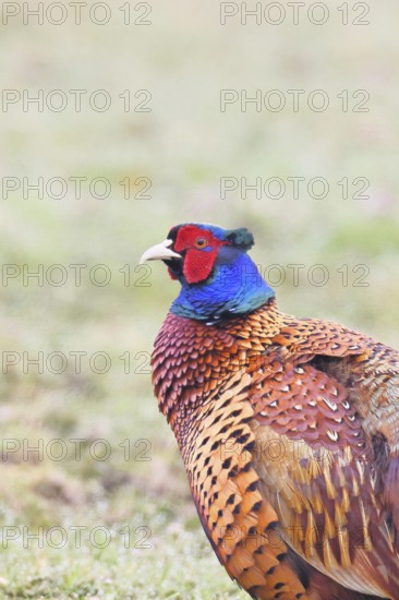 Pheasant, hunting pheasant (Phasianus colchicus), adult male bird in a meadow, animal portrait, wildlife, lembruch, ox moor, Dümmer nature park Park, Lower Saxony, Germany