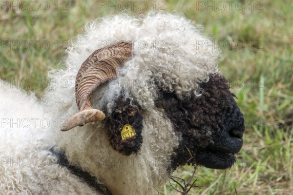 Walliser Schwarznasenschaf, Oberstdorf, Oberallgäu, Allgäu, Bavaria, Germany