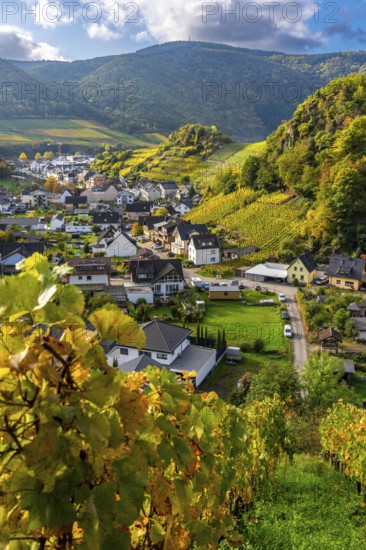 Vineyards in autumn in the middle Ahr Valley, near Mayschoß, Rhineland-Palatinate