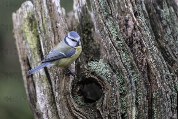Blue tit (Parus caerulea), Emsland, Lower Saxony, Germany
